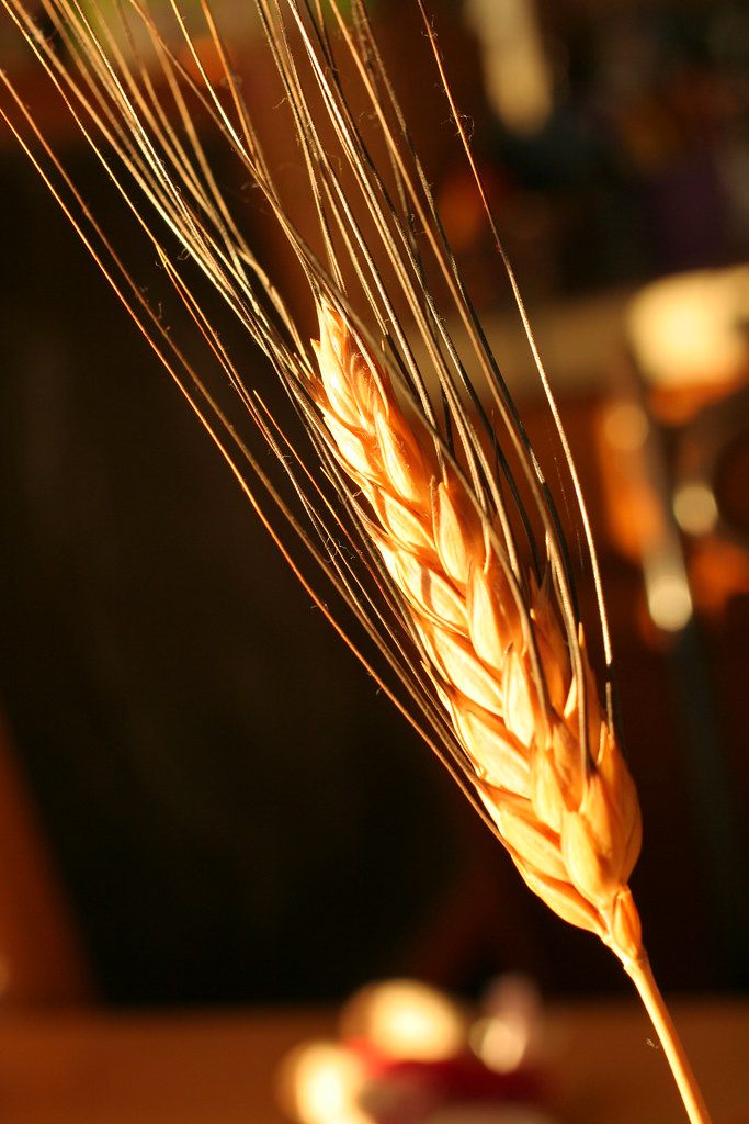 Photograph of an ear of grain
