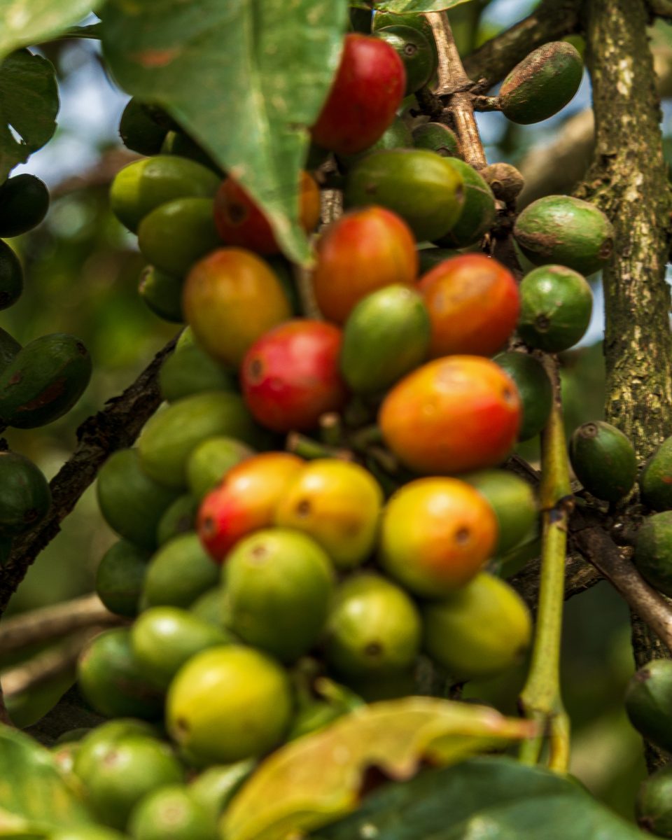 A branch of coffee cherries ripening from green to red among leaves