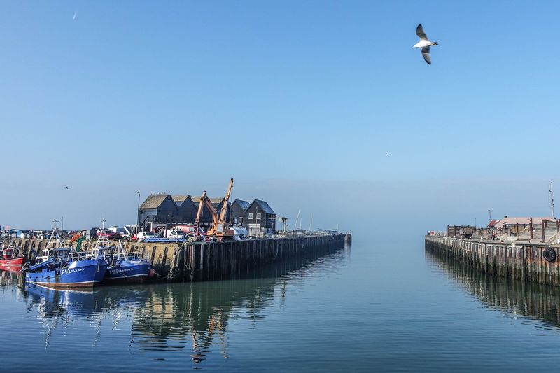 A calm harbour on a blue morning, fishing boats along a wooden jetty and a gull overhead