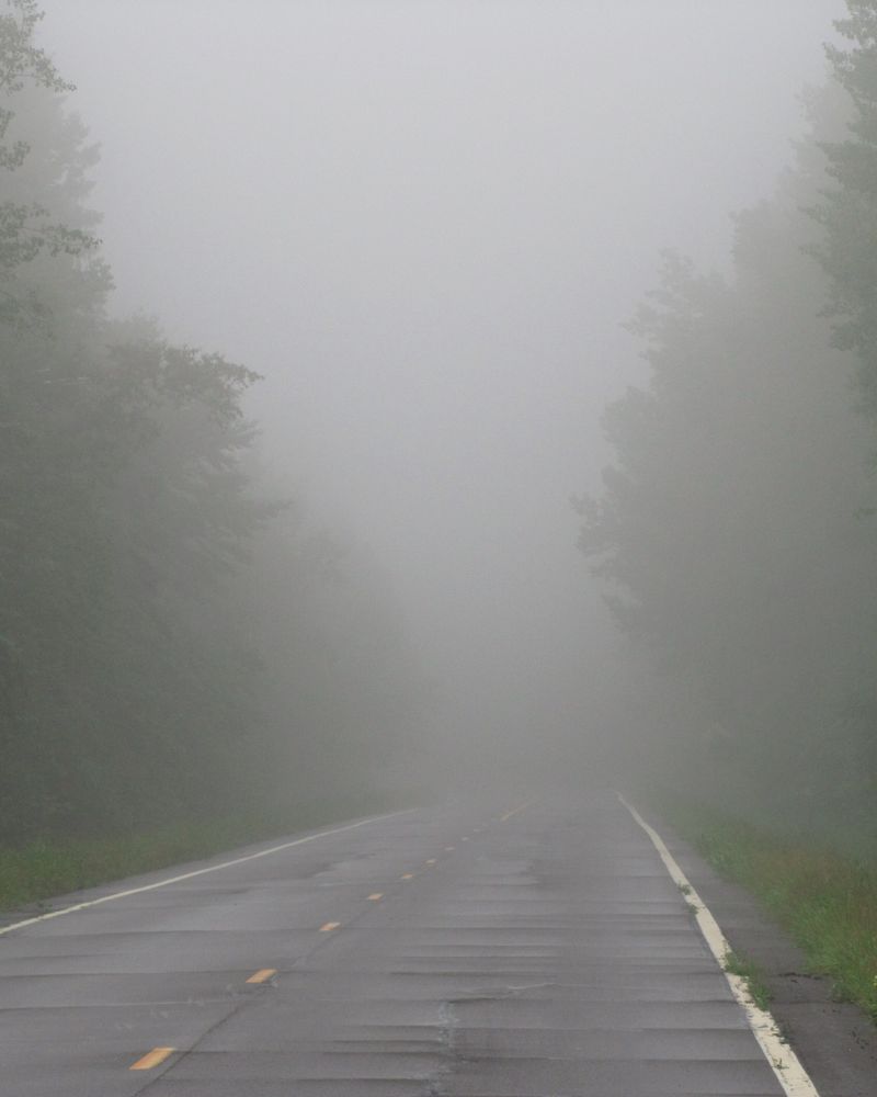 A road disappearing into fog between tall trees