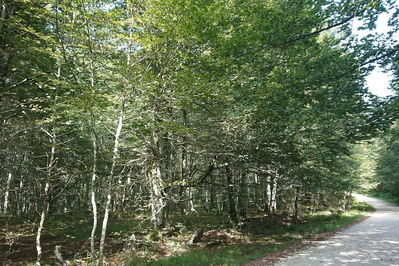 A path through a green beech wood