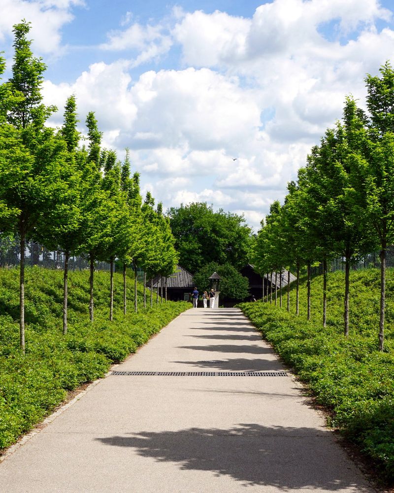 A straight park path between rows of young trees on a sunny day