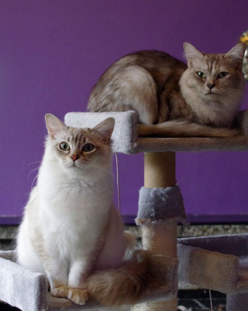 Two cats sitting on the platforms of a cat tree against a purple wall
