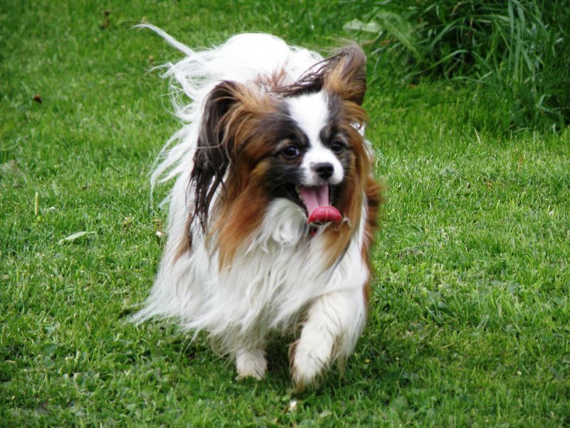 A long-haired papillon dog running across a green lawn