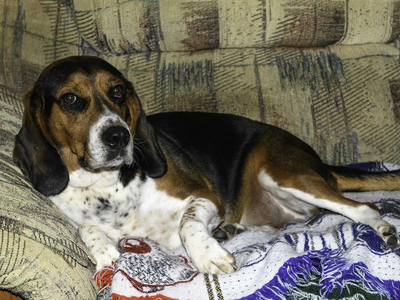 A tricolour beagle lying on a patterned blanket on a sofa