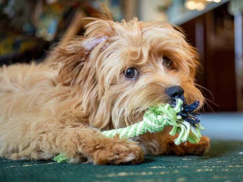 A small shaggy dog chewing a knotted rope toy