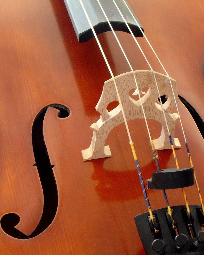 The bridge, strings and f-holes of a cello, close up