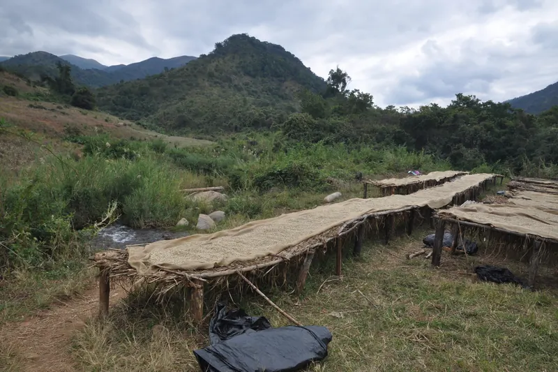 Raised drying beds of coffee on a hillside, with mountains behind.