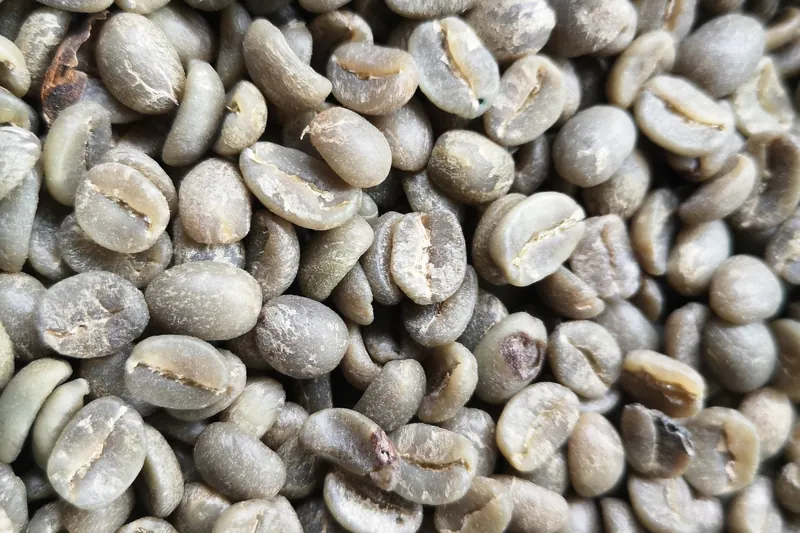 A close-up of green, unroasted arabica coffee beans.