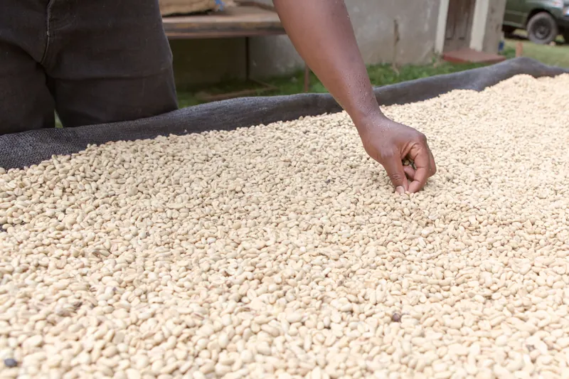 A hand sorting dried coffee on a raised drying bed.
