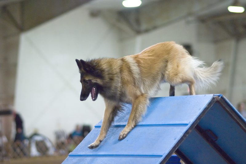 A Belgian Tervuren dog climbing a blue agility ramp in an indoor training hall