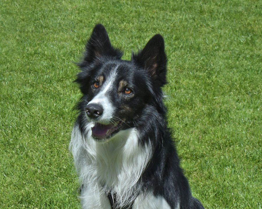 A black-and-white border collie sitting upright on short green grass