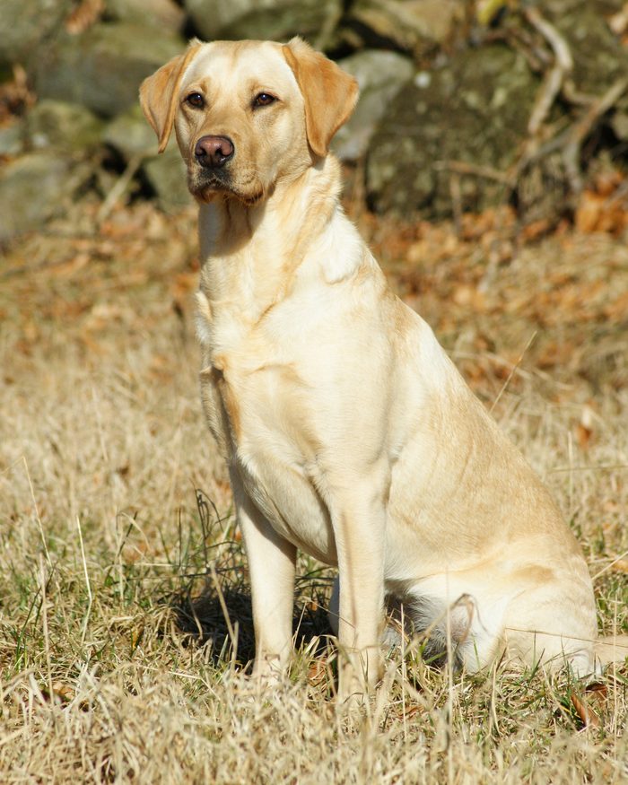 A yellow labrador sitting calmly on dry grass beside a rock