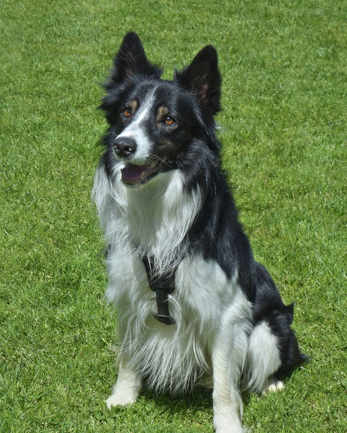 A black-and-white border collie sitting upright on short green grass