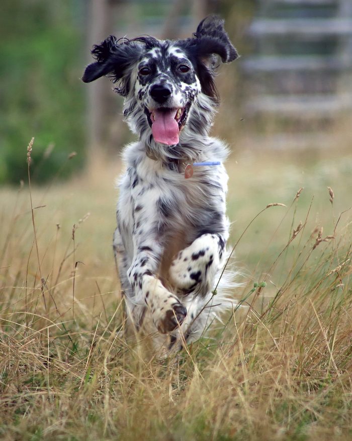 A speckled English setter running towards the camera through long grass