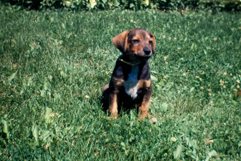 A brown dog with a dark collar sitting in a grassy field