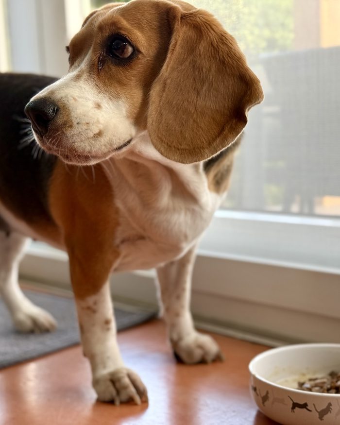 A beagle standing patiently beside a bowl of dog food, looking up