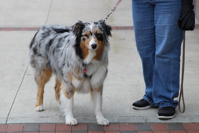 A merle Australian shepherd standing on a lead beside its walker on a pavement