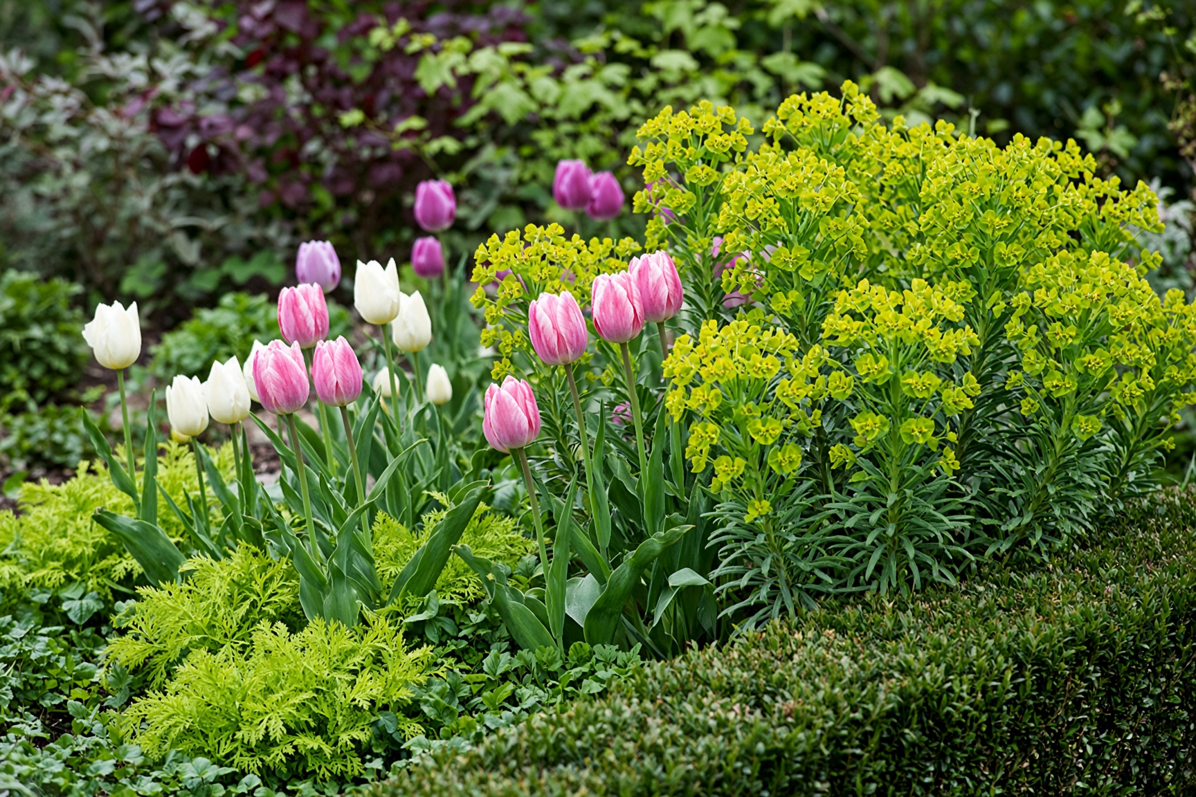 Spring border with fresh foliage and tulips