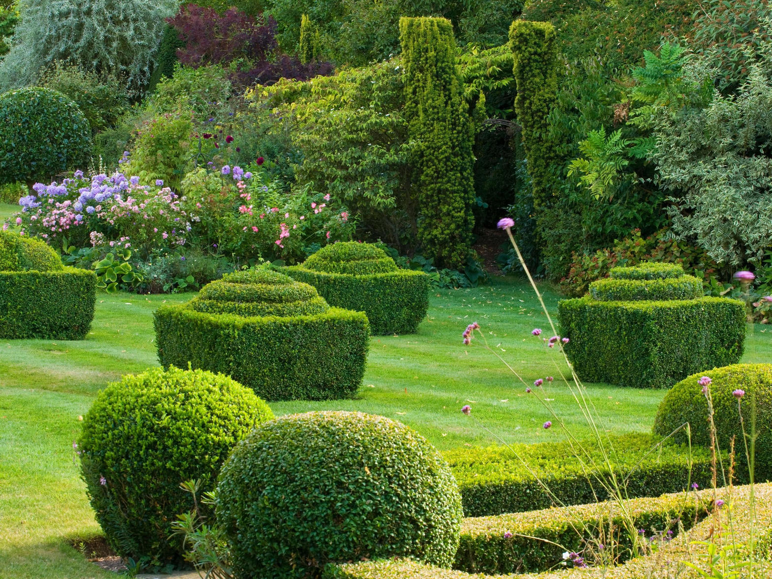Clipped yew forms on a lawn