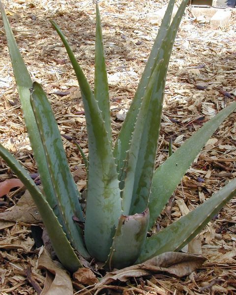 An aloe vera with thick, upright grey-green leaves