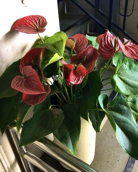 An anthurium with glossy red heart-shaped flowers in a pot