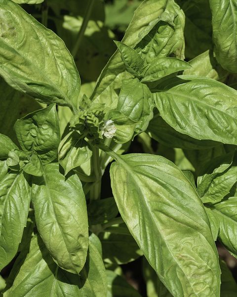 A dense clump of bright green sweet basil leaves