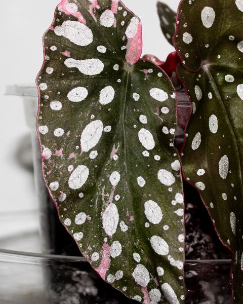 Long olive-green begonia maculata leaves with silver spots and red undersides