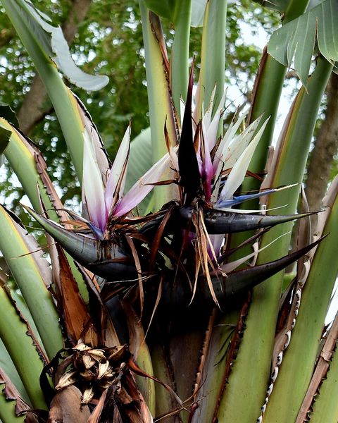 A giant white bird of paradise: paddle-shaped leaves around a dark flower bract