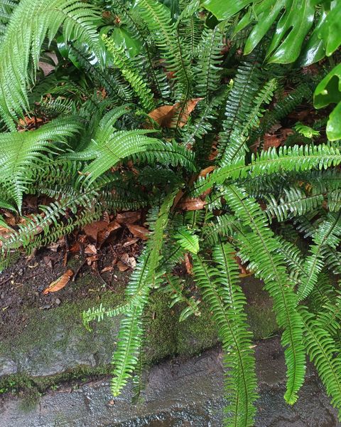 Long arching fronds of a Boston fern