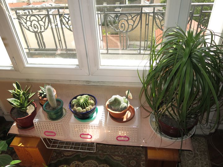 Small succulents and a larger leafy plant on a shelf right under a bright window