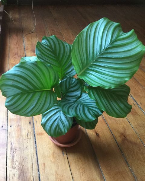 A calathea orbifolia with large round, silver-striped leaves in a pot on a wooden floor