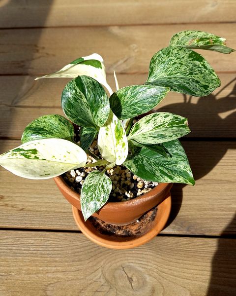 A devil's ivy with cream-marbled leaves in a terracotta pot