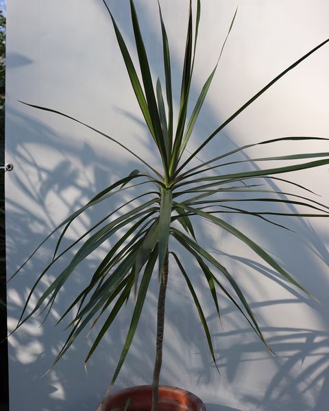 A dragon tree with a tuft of narrow, red-edged leaves on a slim stem, in a pot