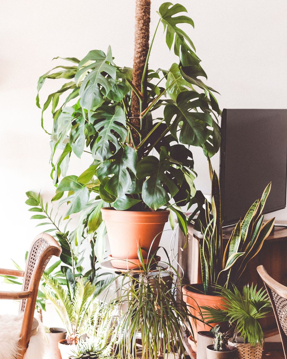 Houseplants grouped on wooden stands and the floor in the corner of a room, with a tall plant climbing a moss pole