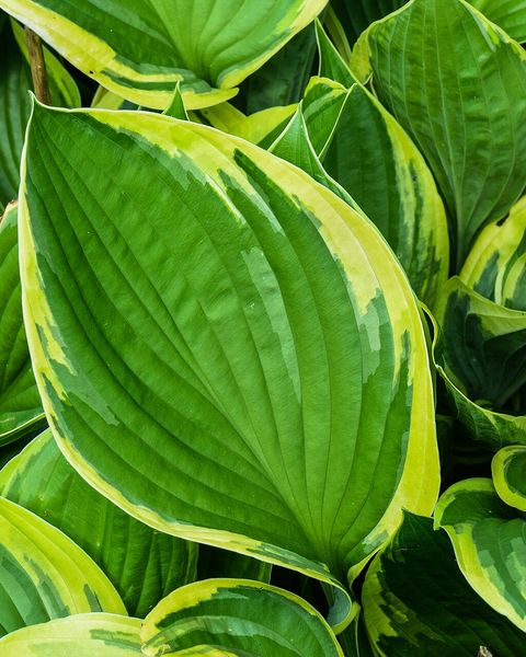 Broad hosta leaves, green with pale yellow edges