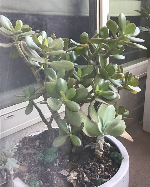 A jade plant with fleshy oval leaves on branching stems in a white pot