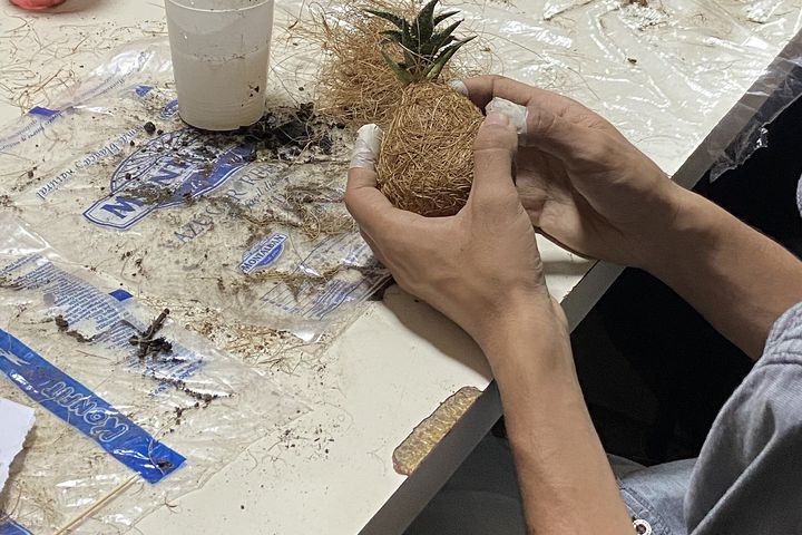 Hands shaping moss-wrapped kokedama balls at a workshop table