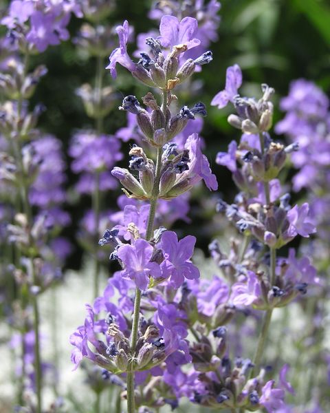 English lavender in flower, with spikes of purple blooms