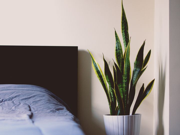A snake plant in a white pot beside a bed