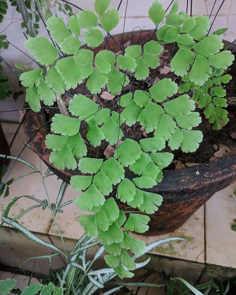 Delicate fan-shaped leaflets of a maidenhair fern spilling over a pot