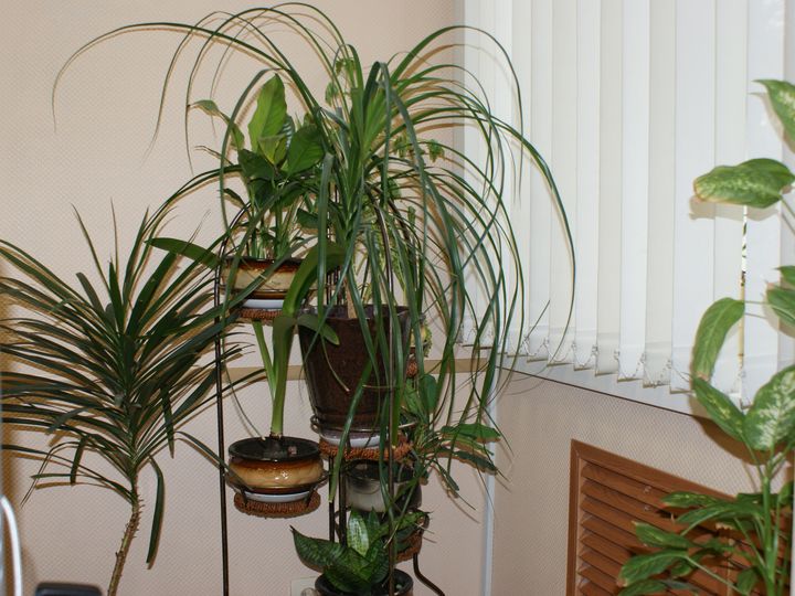 Leafy houseplants on stands in a room lit through a window with blinds
