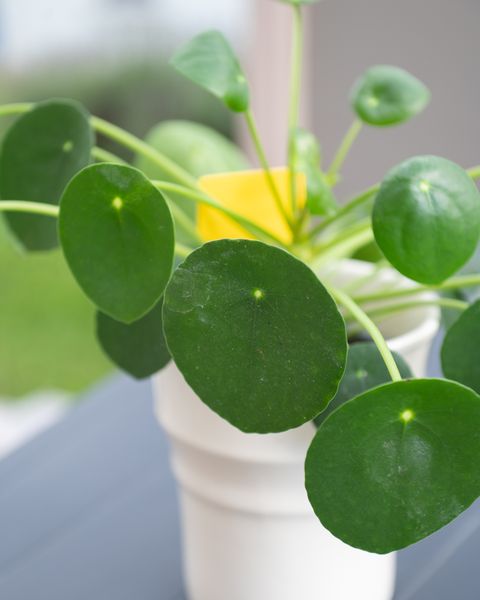 A Chinese money plant with round leaves in a white pot