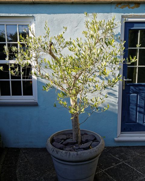 A small olive tree in a large grey pot outside a house