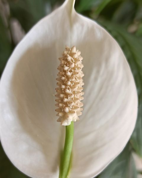 The white flower of a peace lily, a hood-like spathe around a cream spike