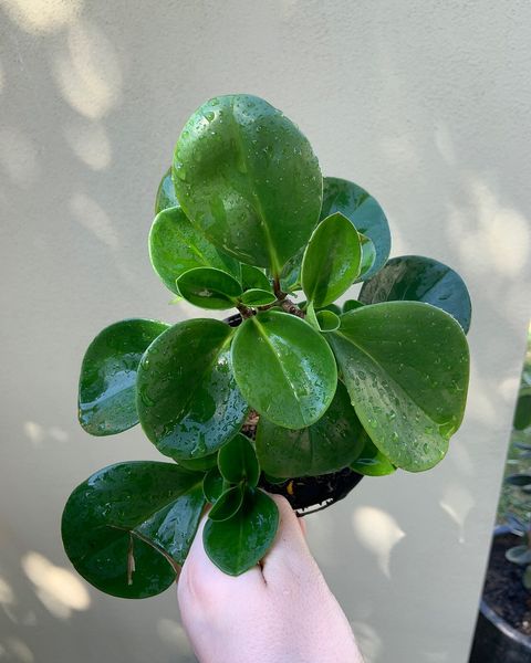 A peperomia with round, thick, glossy green leaves in a small pot held in a hand