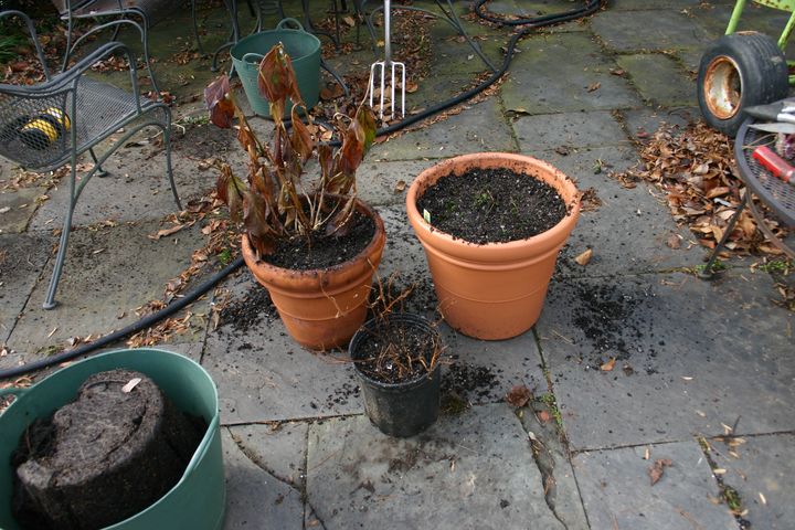 Freshly repotted plants in terracotta and plastic pots on a patio