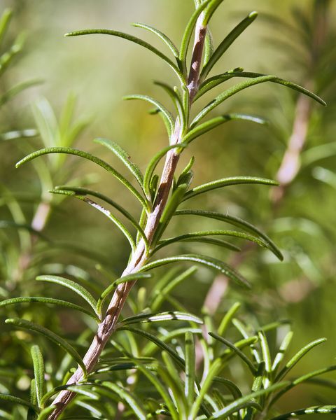 A sprig of rosemary with narrow, needle-like leaves