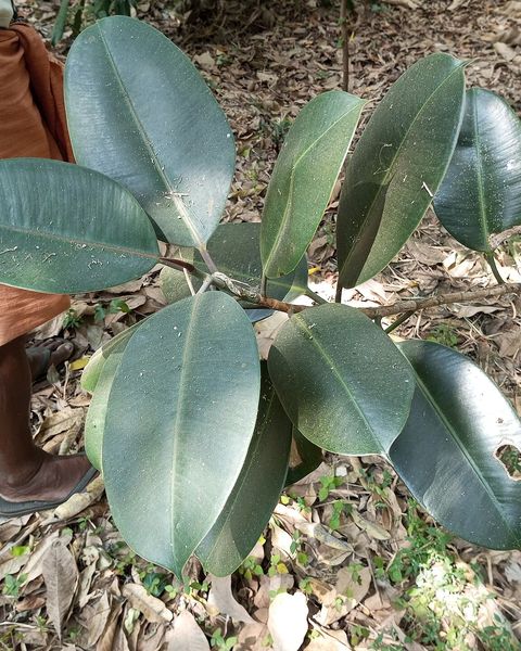 Broad, glossy dark leaves of a rubber plant