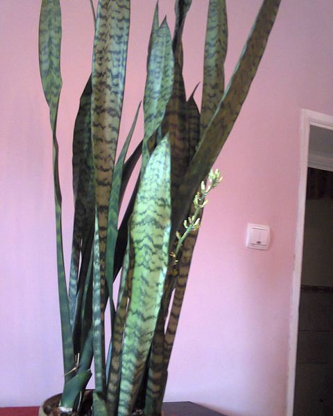 A tall snake plant with upright, striped leaves